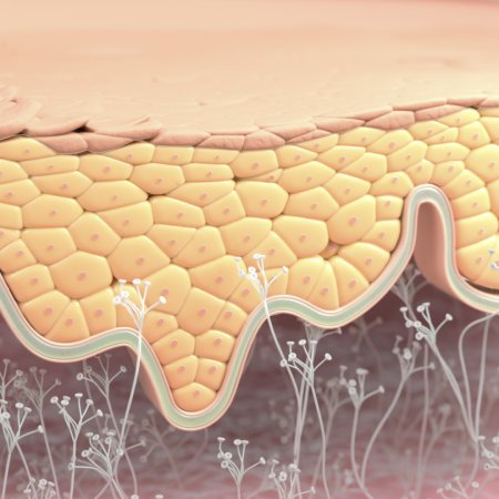 Capas de la piel